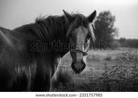 Similar – Foto Bild Misstrauisch Natur