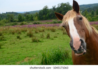 Horse In A Photo Bomb