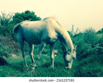 Horse Photo And Flim Grain 