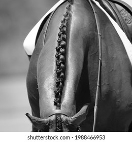 Horse Plaits close up dressage equestrian competition