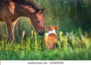 Horse play with dog outdoor free