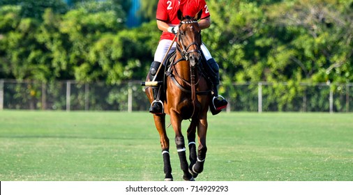 Horse and Player On The Polo Field.