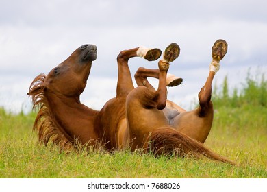 horses playing