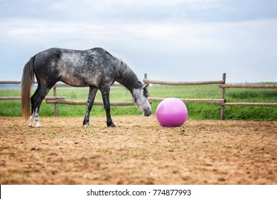 horses playing