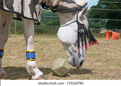 horses playing with toys