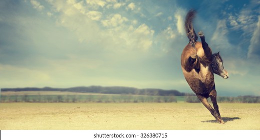 Horse Plays And Kick Backwards On Autumn Pasture Background, Banner