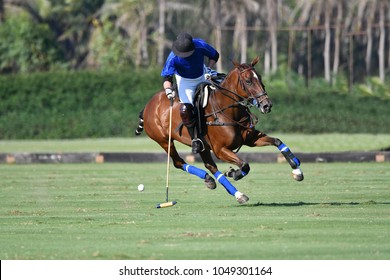 Horse polo player use a mallet hit ball in tournament.