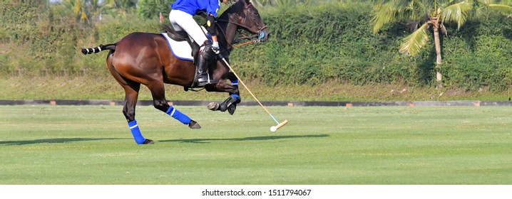 Horse Polo Sport Game On The Grass Field.