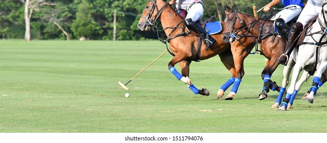 Horse polo sport game on the grass field.