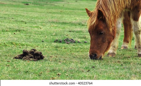 Horse pony eating grass right next to some feces.
