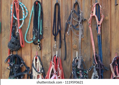 Horse, pony head collars, lead reins and stable halters hanging up on hooks on yard tack shed wall with wooden panels. Good organization in equine yard or riding stables pony club. 