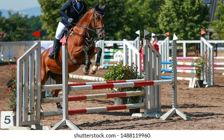 19 Horses trotting over poles Images, Stock Photos & Vectors | Shutterstock