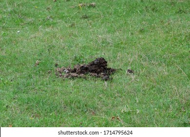 Horse poop on green grass. Horse manure in the meadow.