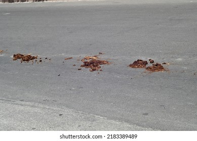 horse poop on the way to a patronal feast