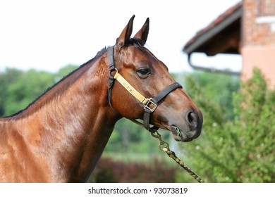 Horse portrait - Shutterstock ID 93073819