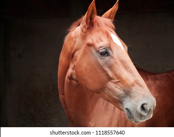 Horse portrait animal