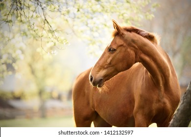 horse portrait brown equine Fuchsstute Portrait