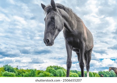 Horse portrait. Brown horse in nature against gray and white cloudy sky. Low angle. Magical photo - Powered by Shutterstock