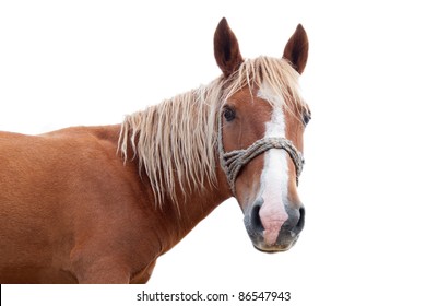 horse portrait isolated on white background