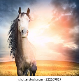  horse portrait  with  mane and raised leg in sunset light 