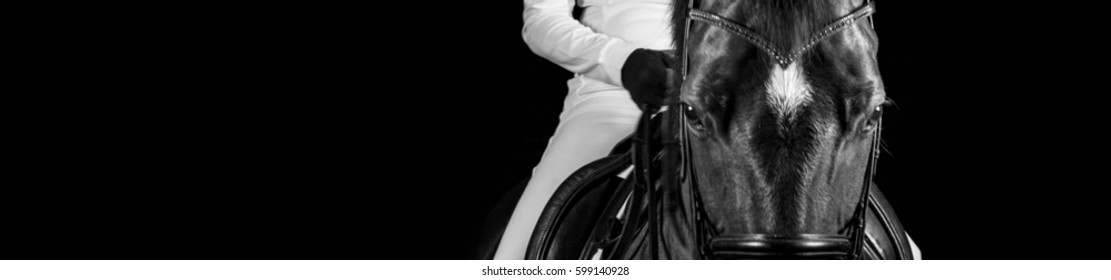 horse portrait monochrome