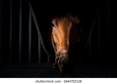 Horse portrait on dark background inside stable