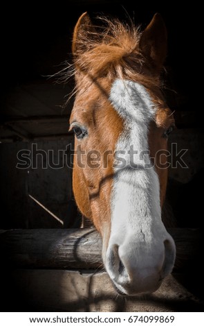 Similar – long face, little horse