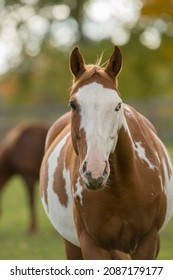 horse portrait of paint horse head shot of brown and white horse with mostly white face ears forward overweight fat bellied horse eyes looking at camera vertical format with room for type or masthead 