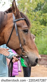 Horse, Portrait. Petting Zoo, Farm, Horse Riding. A Brown Horse.