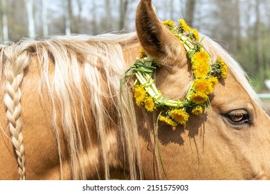 Horse Portrait, Spring, Summer With A Wreath Of Flowers. Spring Background. Beautiful White Mane. Palomino Quarter Horse In A Spring Meadow