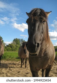 Horse Portrait In The Westhoek Dune