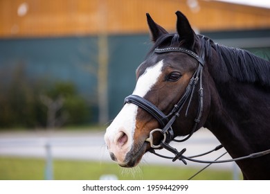 Rein High Res Stock Images Shutterstock