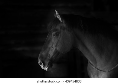 horse profile 