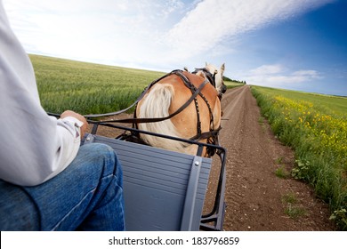 A horse pulling a cart accross a beautiful Saskatchewan landscape