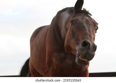 Horse Pulling Funny Face. Equestrian UK