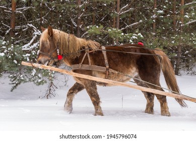 Horse pulling sleigh during a sleigh ride in the forest - Powered by Shutterstock