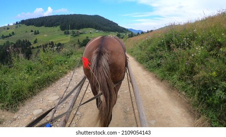 Horse pulls old authentic chaise on dirt path on in Carpathian mountains. POW back of horse. Close-up tail wagging. Farmer, peasant rides cart on earthen road, background of mountain landscape scenery