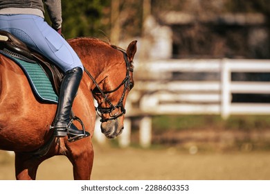 
Horse Quarter Horse with Rider Close-up of the horse's head and shoulder area from an angle. - Powered by Shutterstock