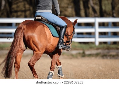 Horse Quarter Horse with Rider Close-up of side of body from diagonally behind, full side from tail to head of horse.
 - Powered by Shutterstock
