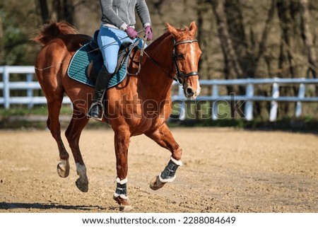 Horse quarter horse with rider on the riding arena when bucking during a gallop change.
