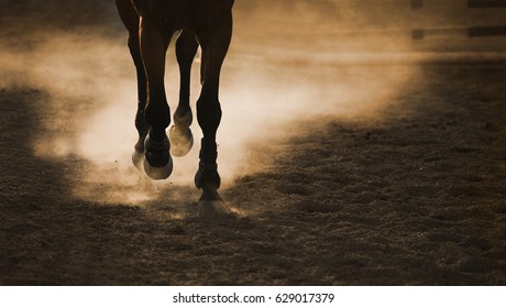 horse race, backlight