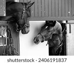 Horse race, horsetrack, Vincennes, trotting, animals