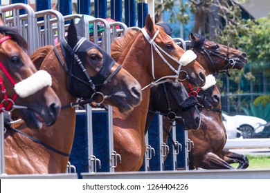 Horse Starting Gate Images Stock Photos Vectors Shutterstock