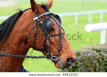 Horse Racing after the race,equestrian sport