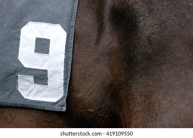 Horse Racing, Horse With Number 9