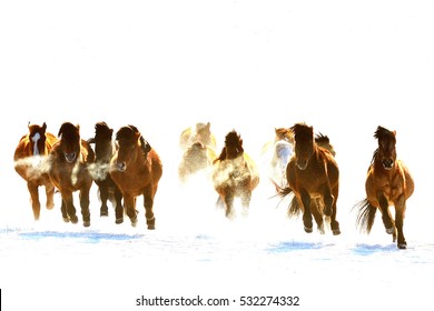 Horse Racing, Horse Race On The Snow, China