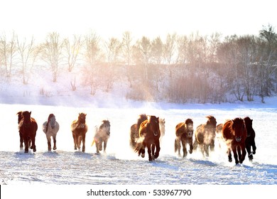 Horse Racing, Horse Race On The Snow, China