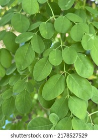 Horse Radish Tree, Drumstick Leaves And Sun Light