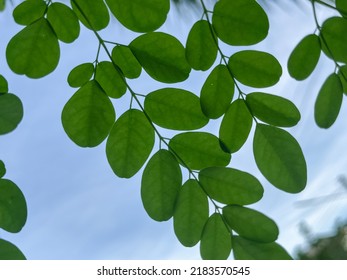 Horse Radish Tree, Drumstick Leaves And Sun Light