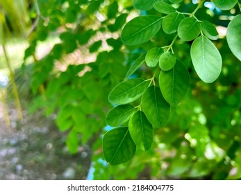 Horse Radish Tree, Drumstick Leaves And Sun Light